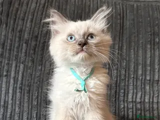 Ragdoll cats 🩷READY TO LEAVE NOW💙 - Advert 13