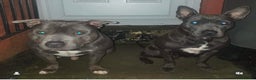 Staffordshire Bull Terrier dogs for sale: 4 Blue Staff Puppies Available  - Advert 9
