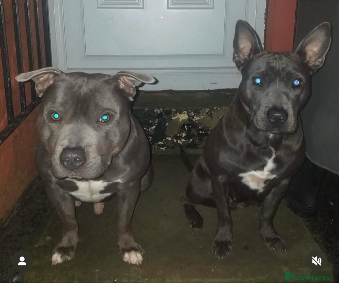Staffordshire Bull Terrier dogs for sale: 4 Blue Staff Puppies Available  - Advert 9