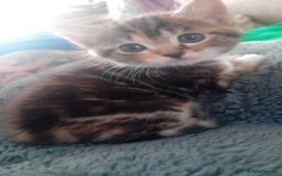 Bengal cats for sale: Bengal cross kittens  - Image 8