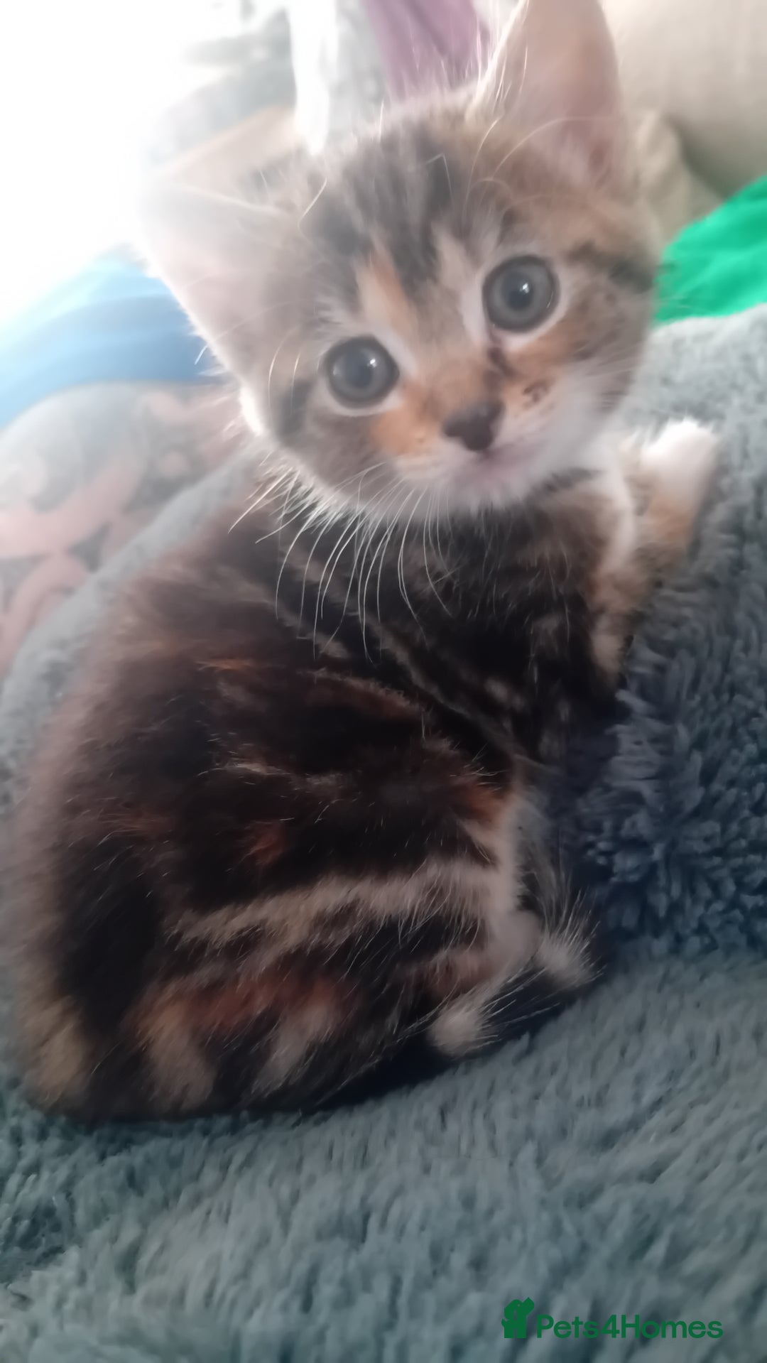 Bengal cats for sale: Bengal cross kittens  - Image 8