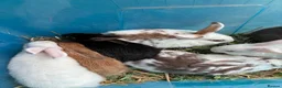 Mixed Breed rabbits for sale: Beautiful Mixed Breed Baby Rabbits  - Advert 3