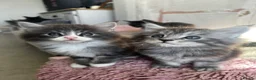 Maine Coon cats for sale: Chunky main coons 🩷🩷🩷💙 - Advert 18