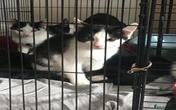 Mixed Breed cats for sale: 5 beautiful kittens  - Image 1