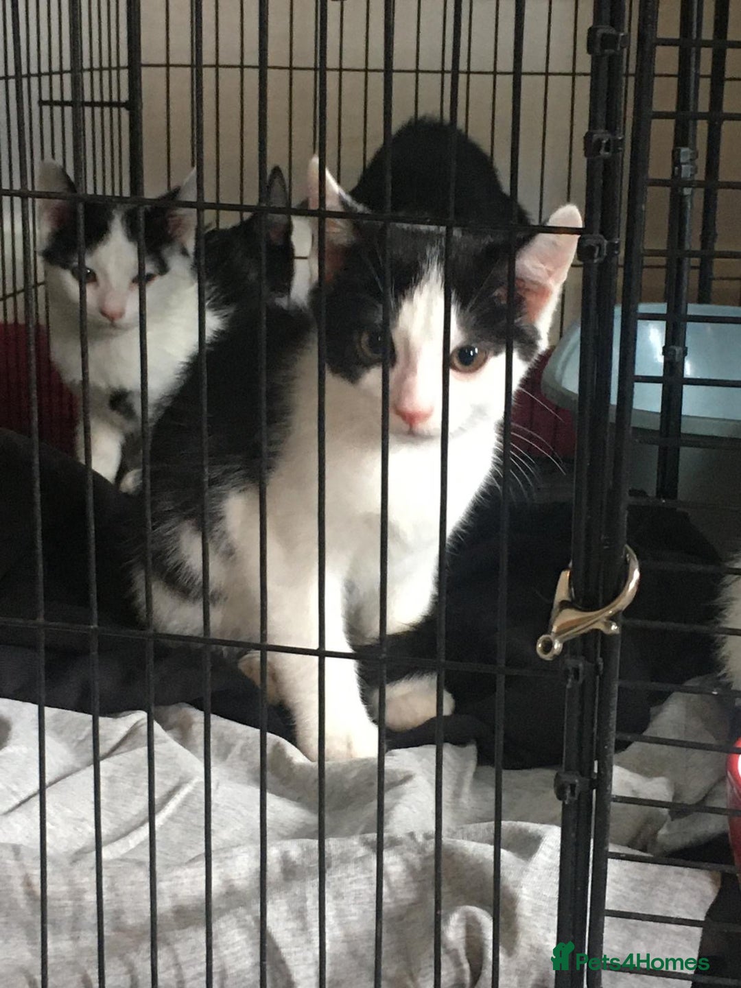 Mixed Breed cats for sale: 5 beautiful kittens  - Image 1