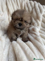 Shih Tzu dogs - Advert 5