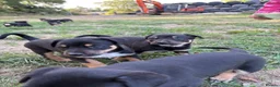 Australian Kelpie dogs for sale: Kelpie cross Collies in Launceston - Advert 12