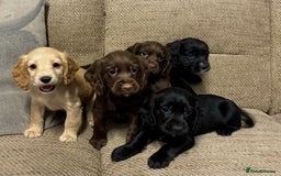 Cocker Spaniel dogs for sale: Beautiful puppy’s  - Image 1