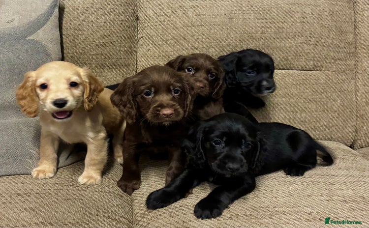 Cocker Spaniel dogs - Advert 1