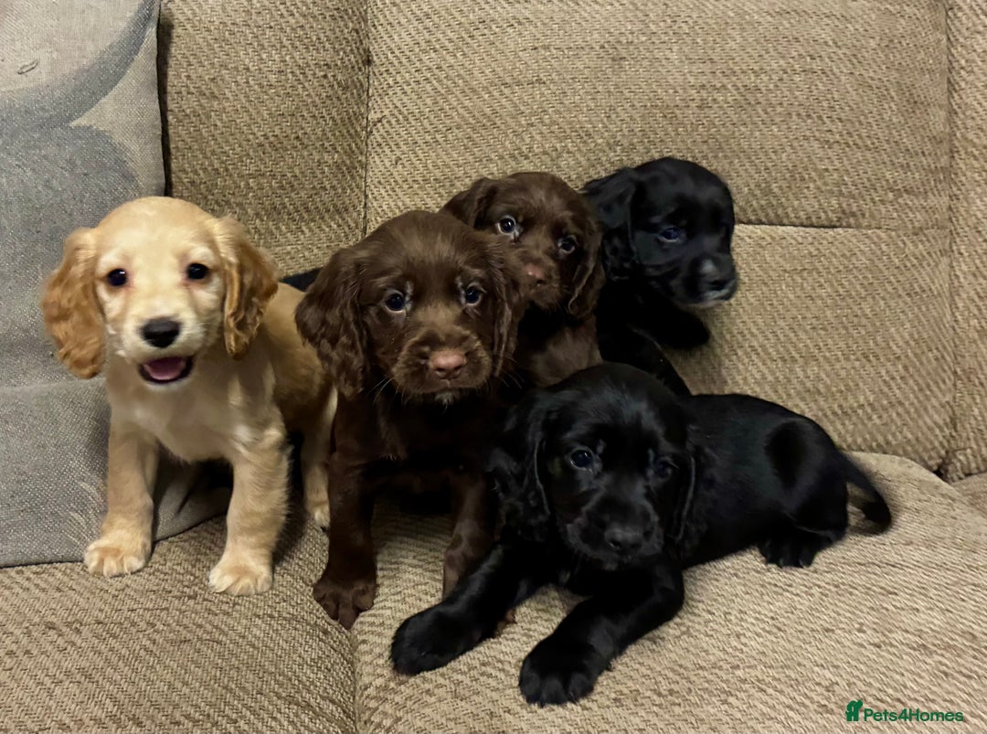 Cocker Spaniel dogs for sale: Beautiful puppy’s  - Image 1