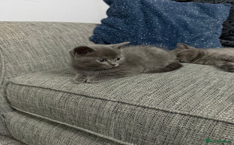 Ragdoll cats - Advert 1