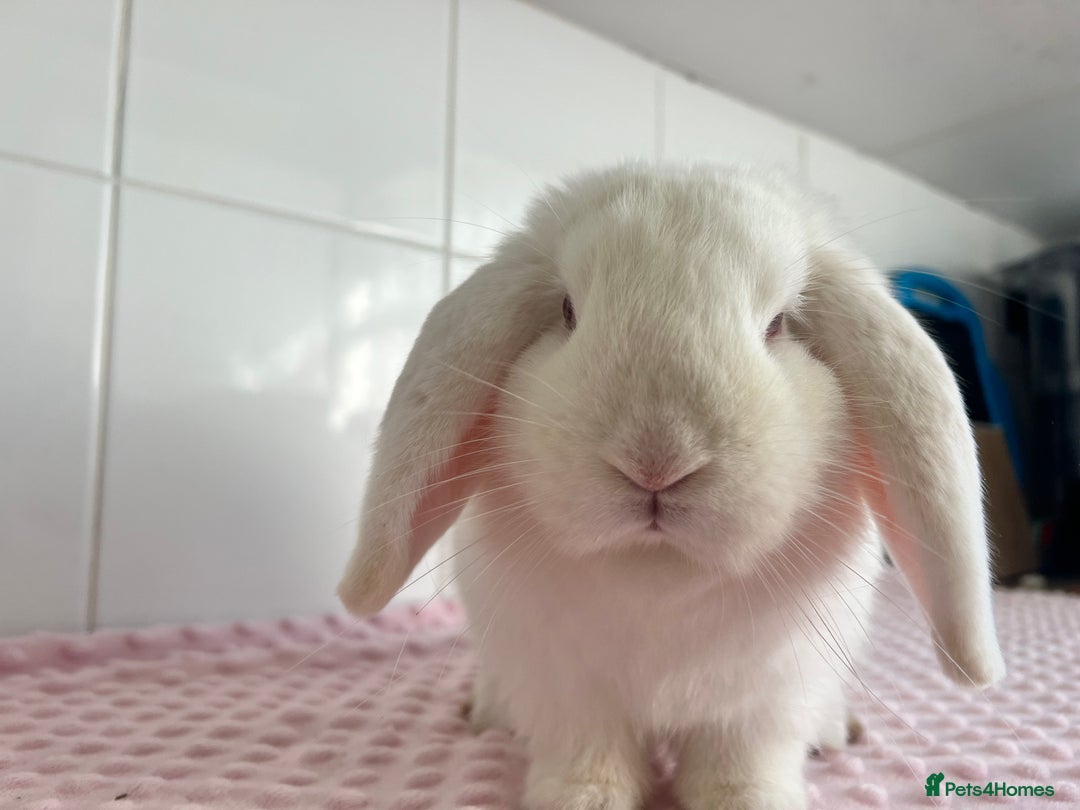 Mini Lop rabbits for sale: Mini lop buck and doe - Advert 7