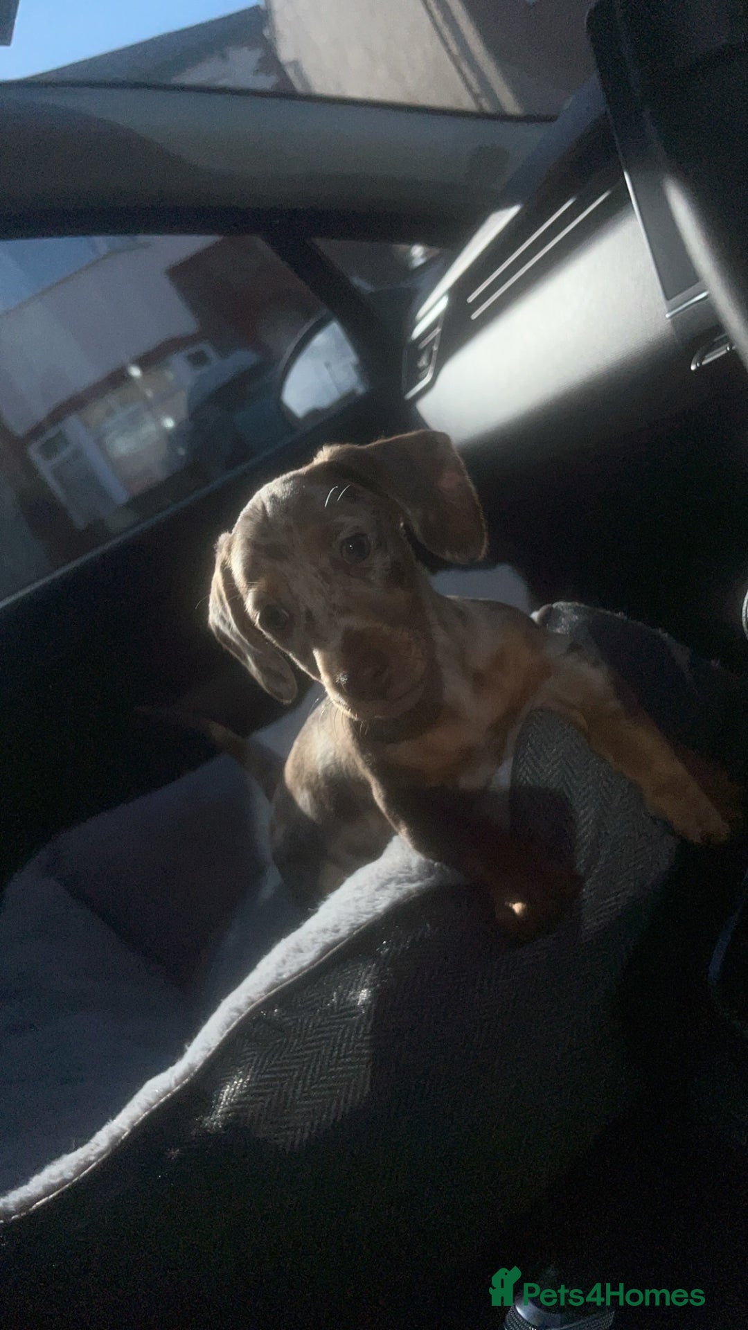Miniature Dachshund dogs for sale: Miniature Dashund Puppy - Image 1