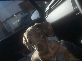 Miniature Dachshund dogs - Advert 33