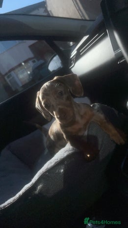 Miniature Dachshund dogs - Advert 1