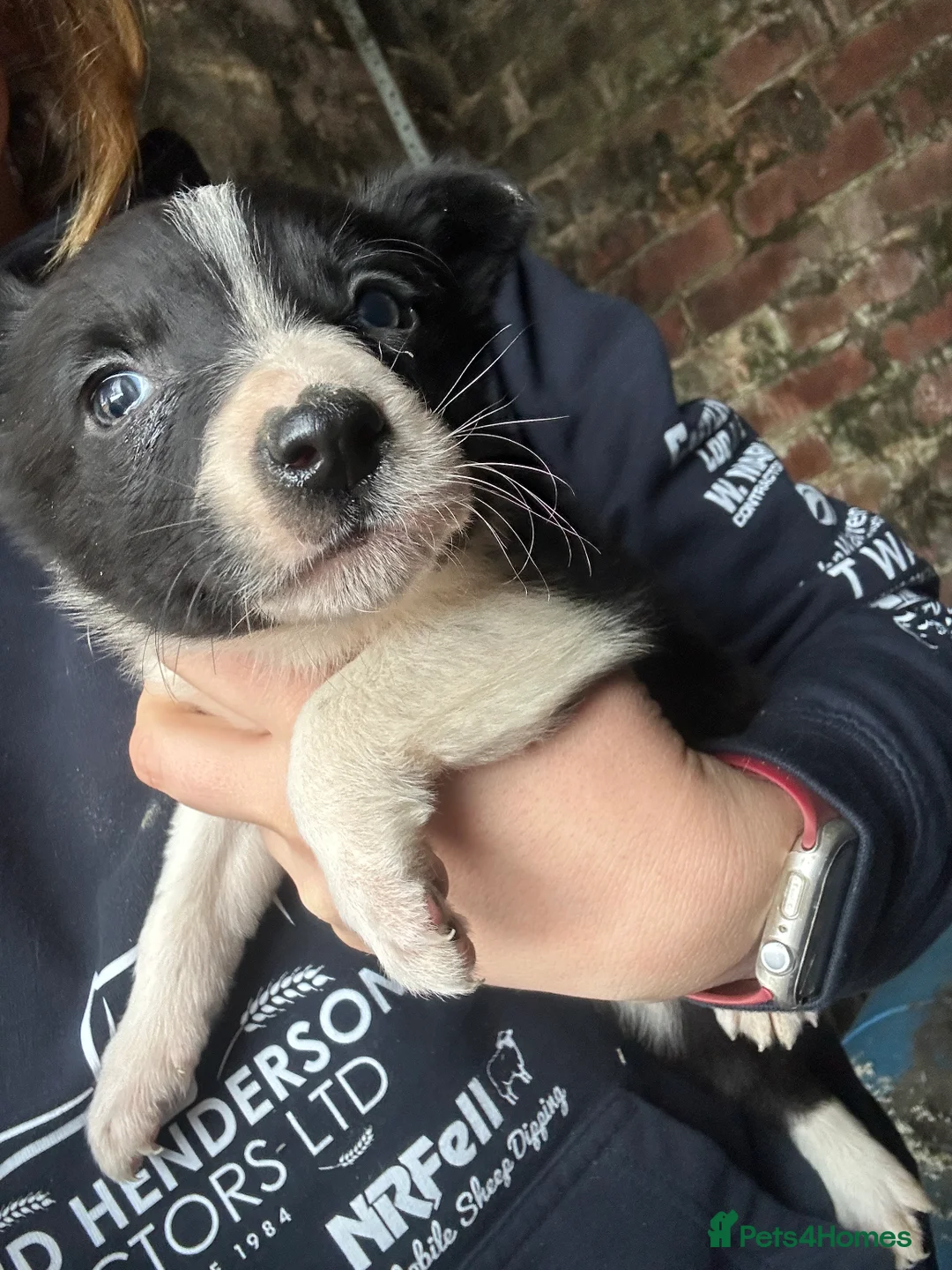 Border Collie dogs for sale: Working border collie pups - Advert 4
