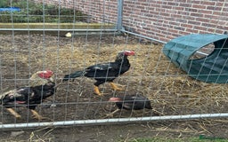 Hens poultry for sale: Aseel Chickens - Image 4