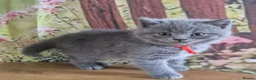British Shorthair cats for sale: Pure British Shorthair kittens - Advert 15