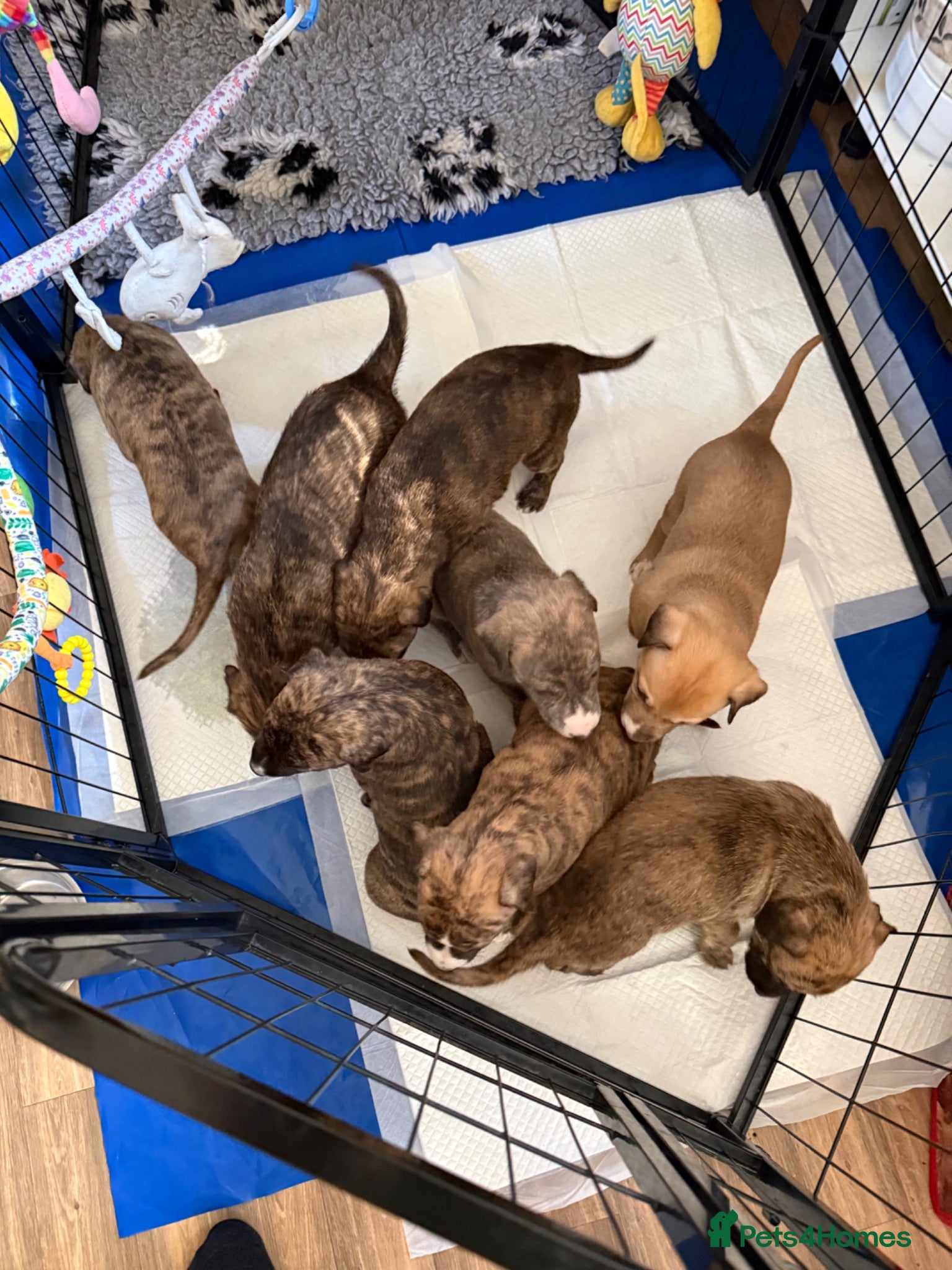Mixed Breed dogs Deerhound x collie x bull x greyhound  - Advert 1