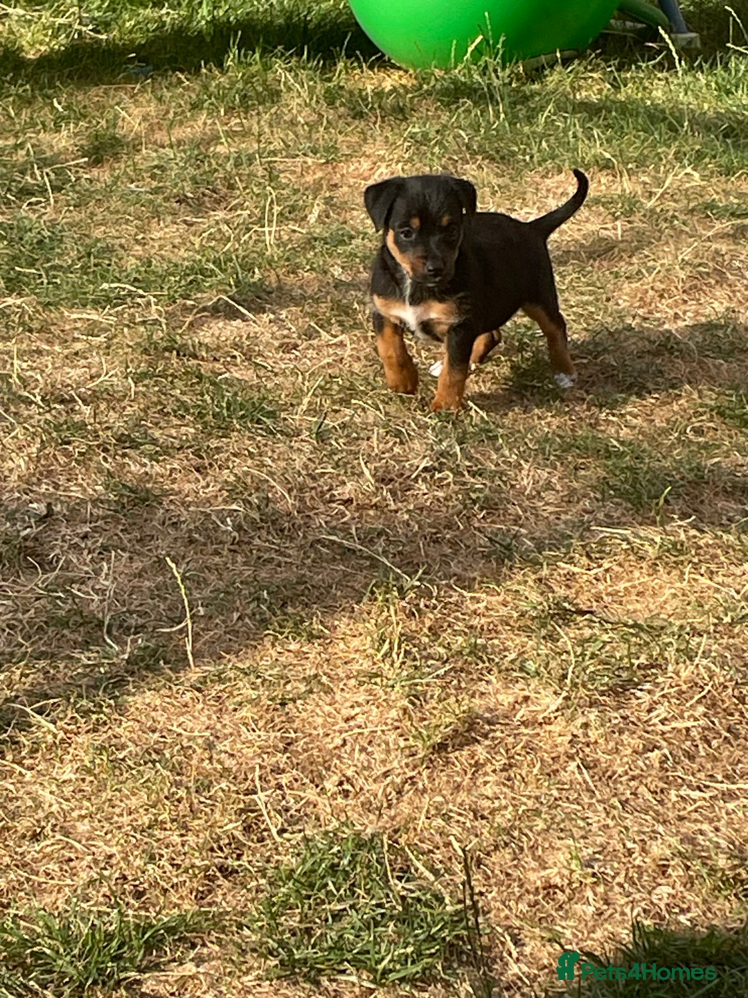 Jack Russell dogs for sale: 10 week old female Jack Russell pup - Image 5