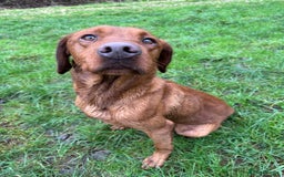 Labrador Retriever dogs for sale: Deep fox red Labrador Puppies,FULLY TESTED PARENTS - Image 12