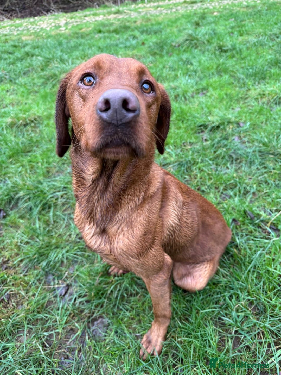 Labrador Retriever dogs for sale: Deep fox red Labrador Puppies,FULLY TESTED PARENTS - Image 12
