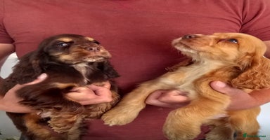 Cocker Spaniel dogs - Advert 8
