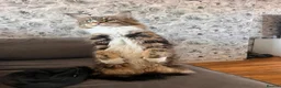 Maine Coon cats for sale: Maine coon - Advert 4