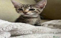 Domestic Shorthair cats for sale: 2 beautiful male kittens - Image 3