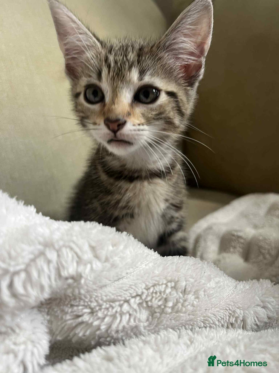 Domestic Shorthair cats for sale: 2 beautiful male kittens - Image 3