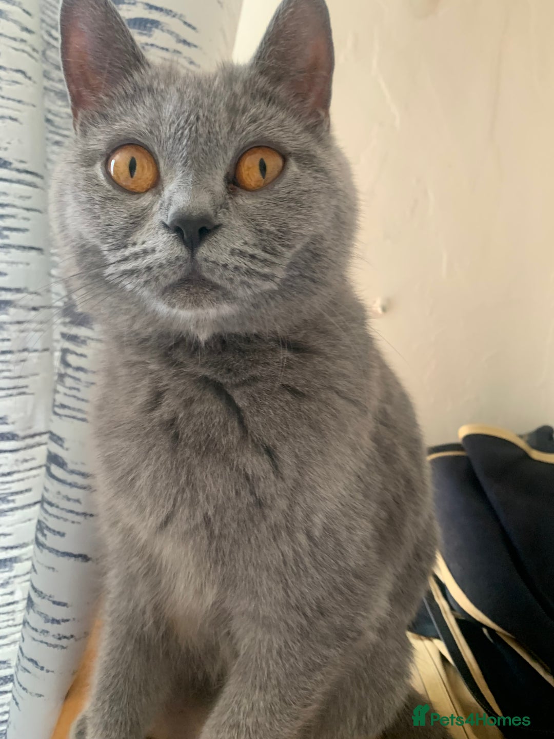 British Shorthair cats for sale: British Blue Kittens - Image 8