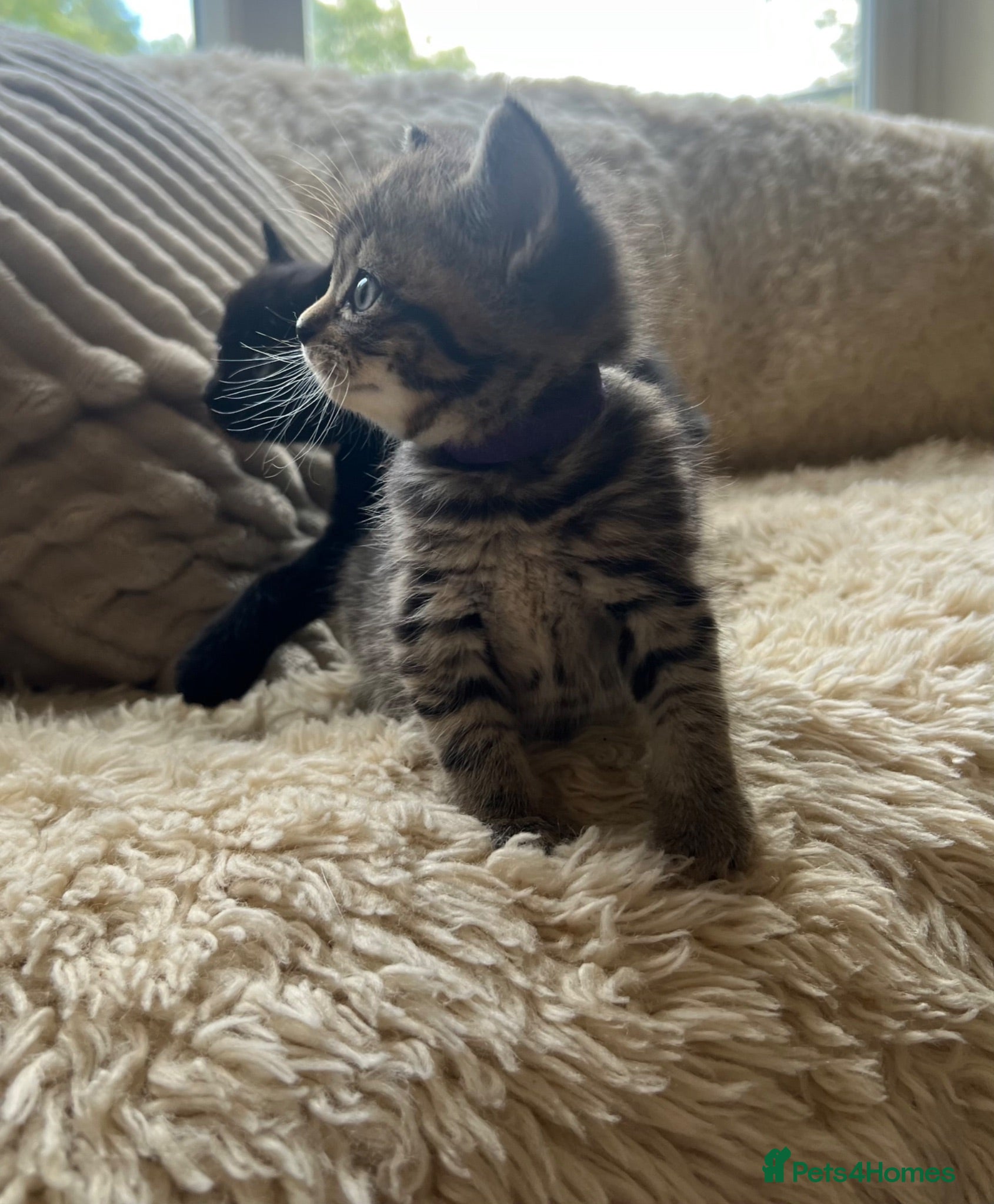 Maine Coon cats Maine Coon Cross Kittens Seeking Forever Homes - Advert 12
