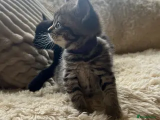 Maine Coon cats Maine Coon Cross Kittens Seeking Forever Homes - Advert 12