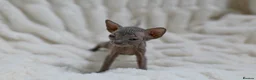 Sphynx cats for sale: Lovely Sphynx Kittens available - Advert 7