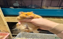 Hamster rodents for sale: Older TAME hamsters  - Image 4