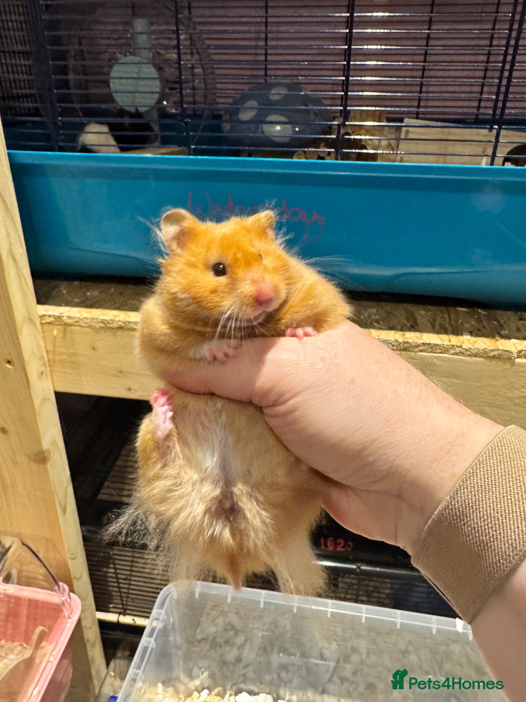 Hamster rodents for sale: Older TAME hamsters  - Image 4