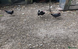 Chickens poultry for sale: PURE BRED FURNESS O.E.G - Image 3