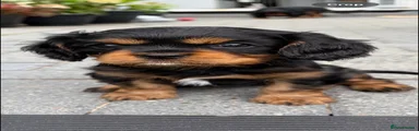 Cavalier King Charles Spaniel 2