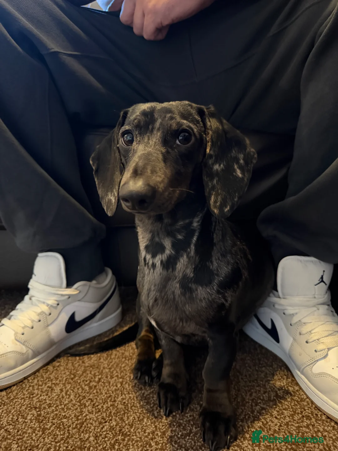 Miniature Dachshund dogs for sale: COCO AND PATCH MINIATURE DACHSHUNDS  - Advert 1