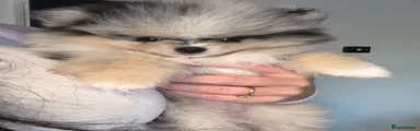 Pomeranian 2