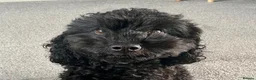 Cockapoo dogs for sale: Henry - an adorable and loveable cockapoo in Biggleswade - Advert 2