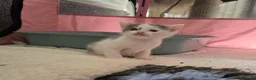 Mixed Breed cats for sale: Maine Coon x Oriental Mix - Advert 13