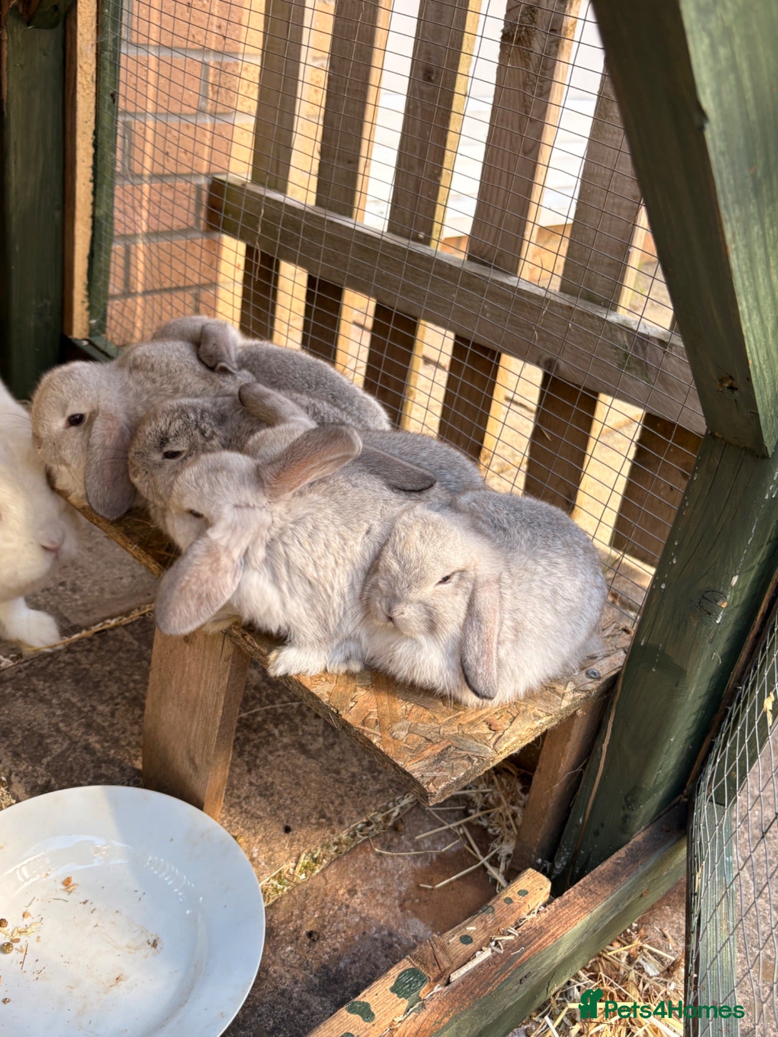 Mini Lop rabbits 6 mini lops for collection on 20th August 2026 - Advert 1