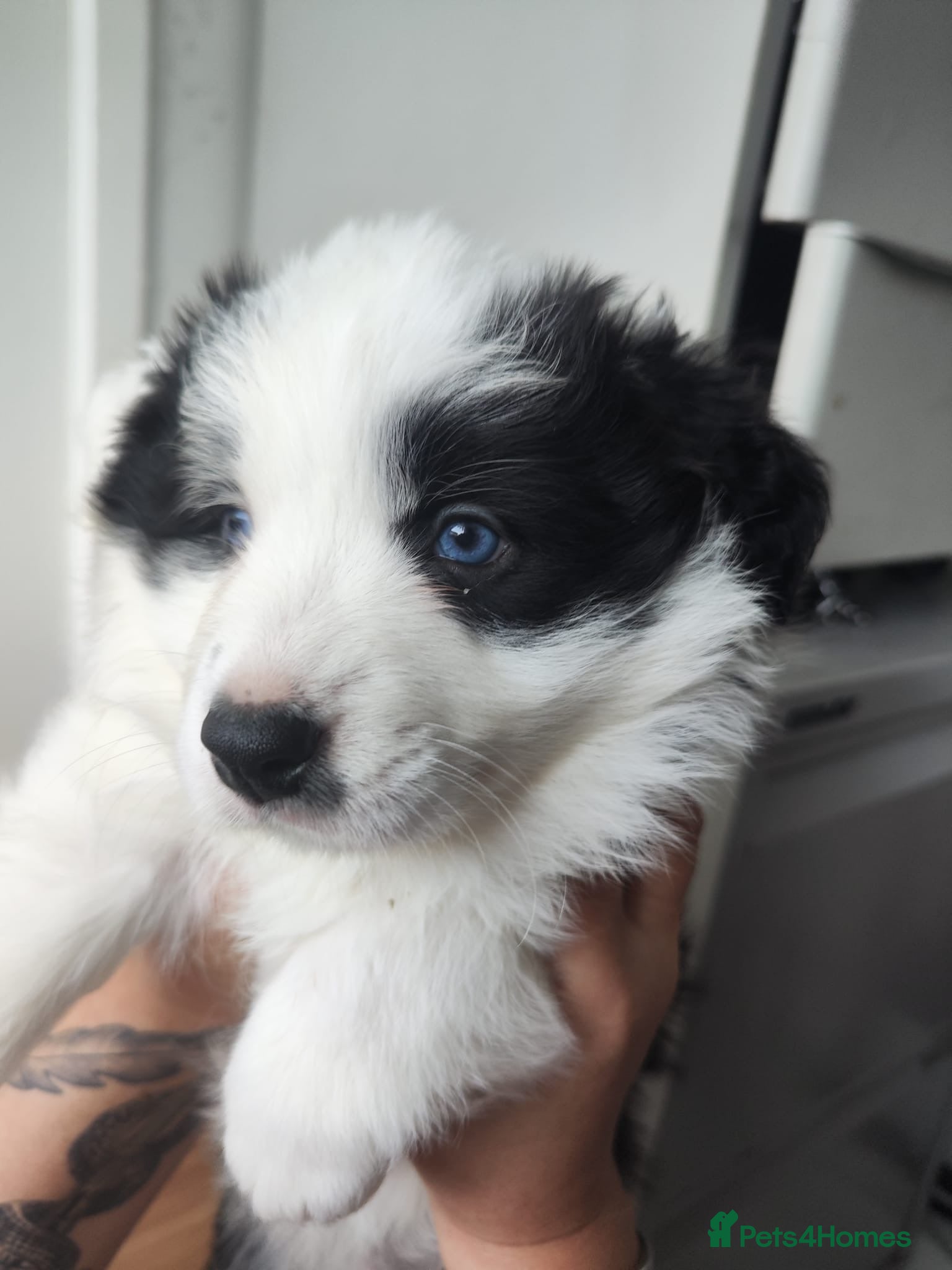 Border Collie dogs Stunning puppies from international champion line. - Advert 2