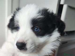 Border Collie dogs Stunning puppies from international champion line. - Advert 2