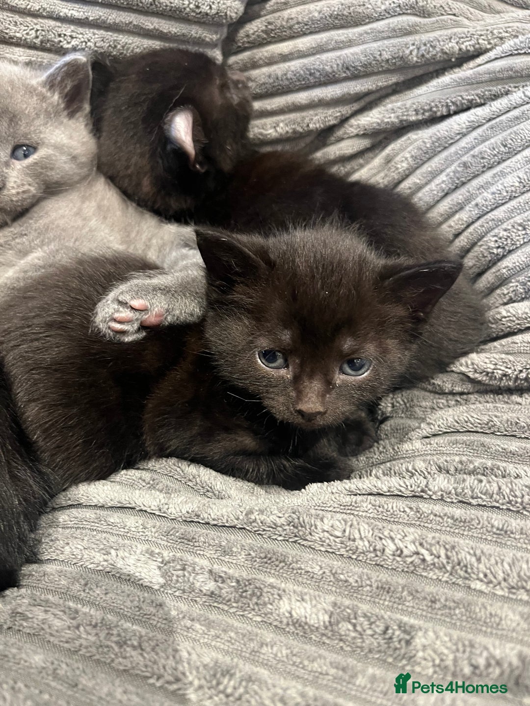 Sphynx cats for sale: 2 left! Sphynx elf X British short hair  - Advert 9