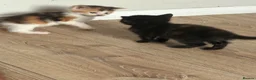 Mixed Breed cats for sale: 7 beautiful kittens  - Advert 5