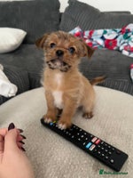 Mixed Breed dogs LAST BOY REDUCED. Coton de tulear x Chihahua pups - Advert 6