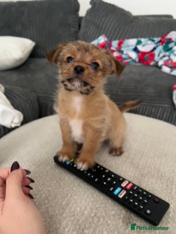 Mixed Breed dogs - Advert 3