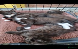 Mixed Breed cats for sale: Kittens 🐈‍⬛ - Image 15